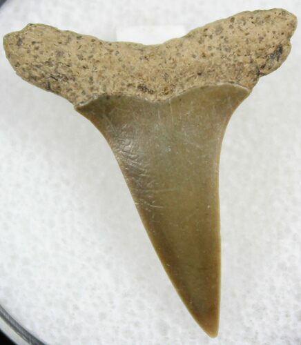 Fossil Mako Tooth - Calvert Cliffs, Maryland #26716